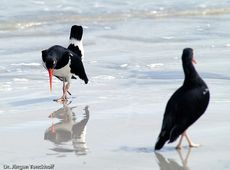 Weißer Austernfischer (6 von 8).jpg